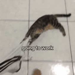 Cat Going GIF