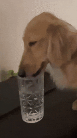 Dog GIF