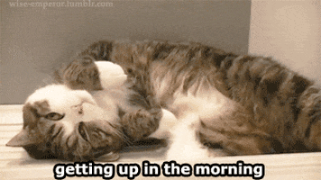 morning getting up GIF