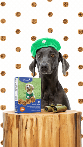 Cookie GIF by Girl Scouts