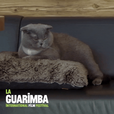 Tired Cat GIF by La Guarimba Film Festival