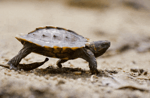 Mad Turtle GIFs - Find & Share on GIPHY