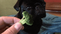 dog broccoli GIF