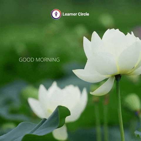 White-lotus GIFs - Get the best GIF on GIPHY