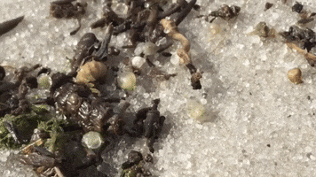 Horseshoe Crabs GIF
