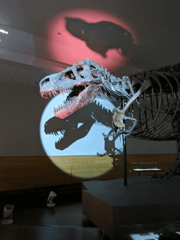 FMNH dinosaur t rex field museum sue the t rex GIF