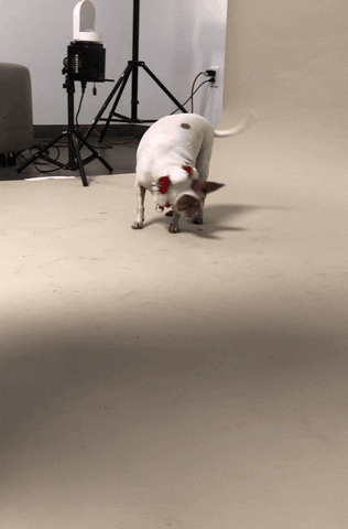 Annenberg PetSpace GIF