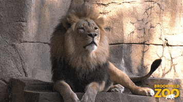 Chilling Big Cats GIF by Brookfield Zoo