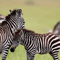 Black And White Wildlife GIF by Born Free Foundation