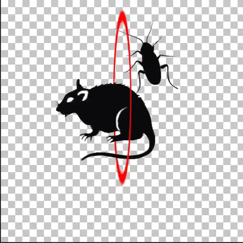 klimovsk-dez pestcontrol мышь крыса таракан GIF