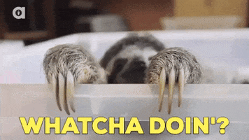Video gif. A sloth slowly clambers towards us. Their long nails clutch the end of the box and they pull themselves up to put their smiling, gentle face between their paws, peering at us inquisitively. Text, "Whatcha Doin'?"