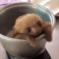 Aww Baby Sloth GIF