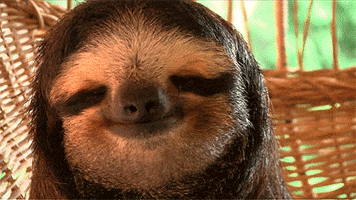 sloths GIF