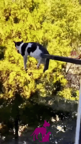 Funny Cat Just Chilling GIF by Maria Johnsen