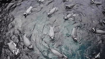 spiral penguins GIF by For 91 Days