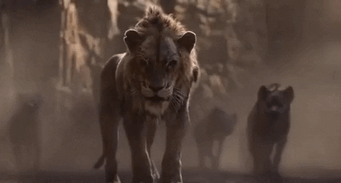 Resultado de imagem para the lion king 2019 gif