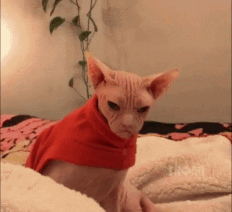 Mad Cat GIFs - Get the best GIF on GIPHY