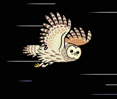 Speeding Barred Owl GIF