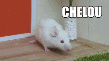 Et Souris GIF by CANAL+