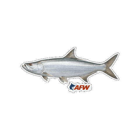 Catch And Release Fish Sticker by AFW Fishing Brands