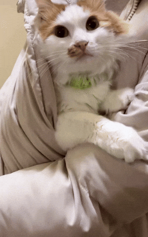 Cat GIF