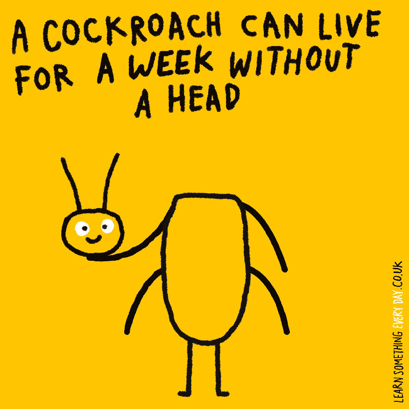 Lost My Head GIFs Find & Share on GIPHY