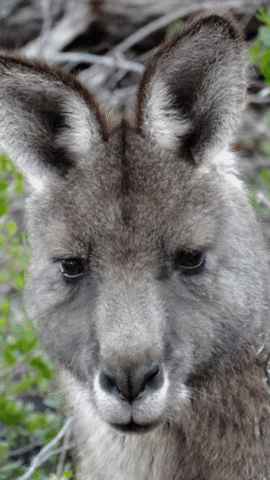 Kangaroo Reaction Gif GIF
