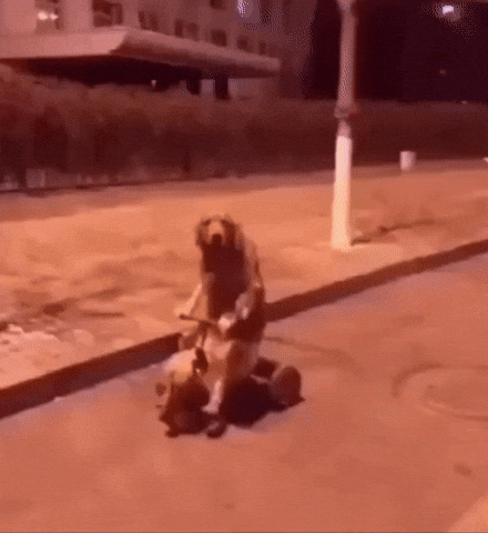 Dog GIF