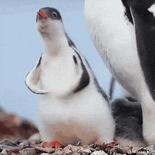 I pinguini hanno i piedi
