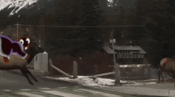 Mustard & Ketchup GIF