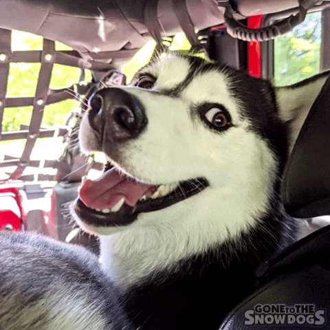 gonetothesnowdogs ride jeep husky siberian husky GIF