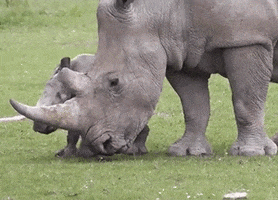 Gergedan Yapım GIF