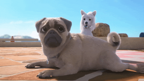 Dog No GIF by MightyMike - Find & Share on GIPHY