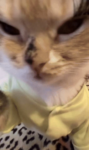 Cat GIF