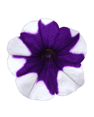 Flowers Garden Sticker by Ball Horticultural Co