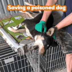 Animal Rescue GIF by FOUR PAWS Australia