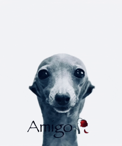 Dog Amigo GIF