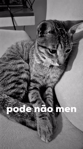 Preto E Branco Cat GIF
