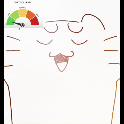 Low Cortisol GIF