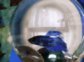 fish swimming pastel swim beta
