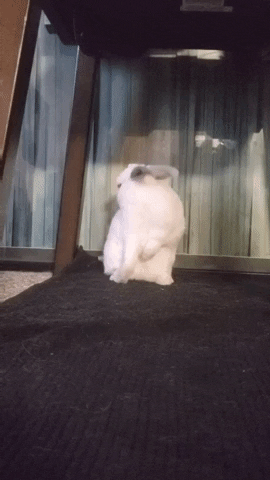 Bottbeautywaxing GIF