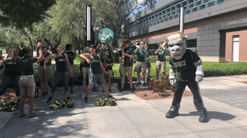 Usf Bulls Cheer GIF by University of South Florida