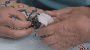 Egg GIF