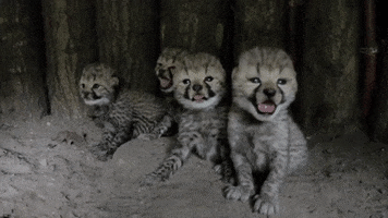 allwetterzoo GIF