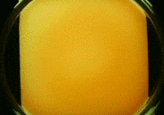 belousov zhabotinsky reactions