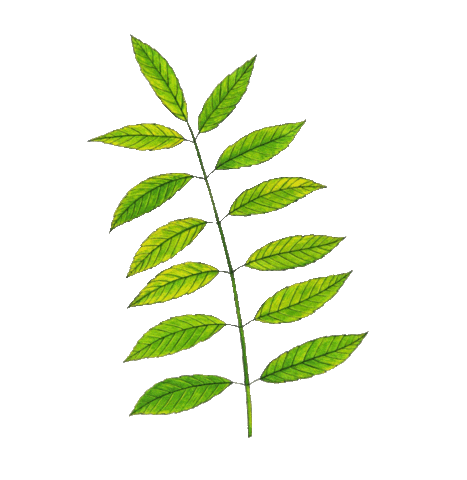 LINDstore Sticker
