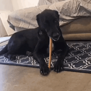 Dog Bone GIF