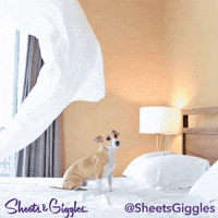 Playing Go To Sleep GIF by Sheets & Giggles