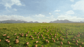 super bowl commercials 2016 GIF by Heinz Ketchup