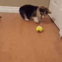 Dog Playing GIF by JustViral.Net